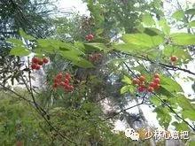 中药药材大全及功效,补肾中药大全及功效