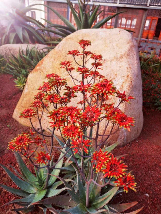 南通洲际绿博园春节免费吗,南通洲际绿博园有哪些免费项目