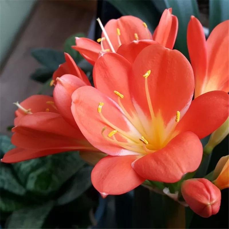 2019真实鲜花图片,2023鲜花爆款图文