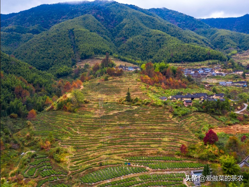 日照绿茶春茶好还是秋茶好,茶叶是明前好还是雨前好