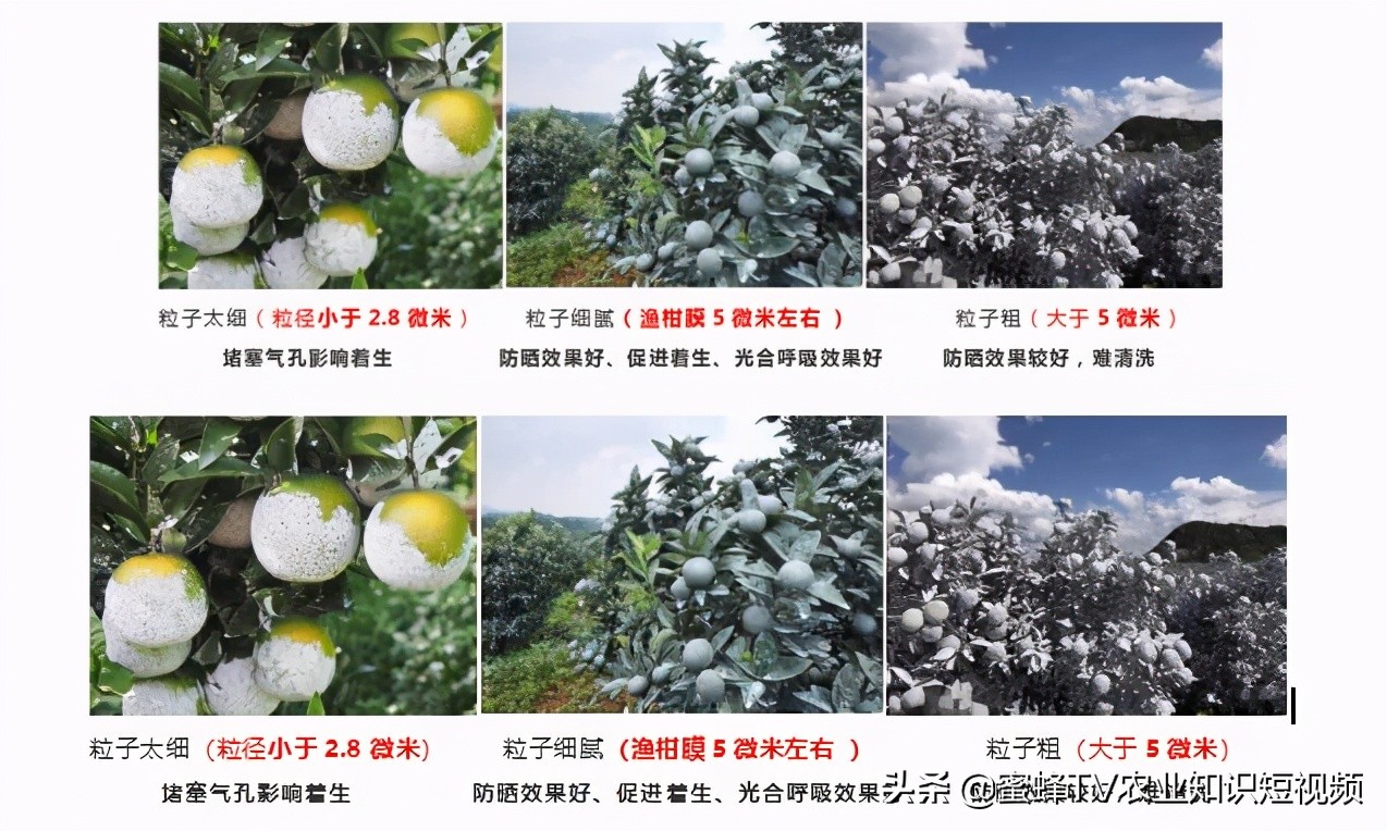 柑橘专用防晒剂使用方法,柑橘防晒用哪种比较好