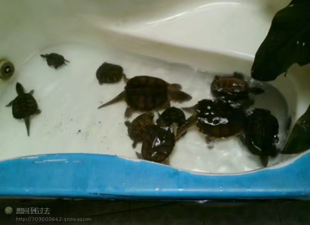 养龟人心路历程,养龟人的心路历程