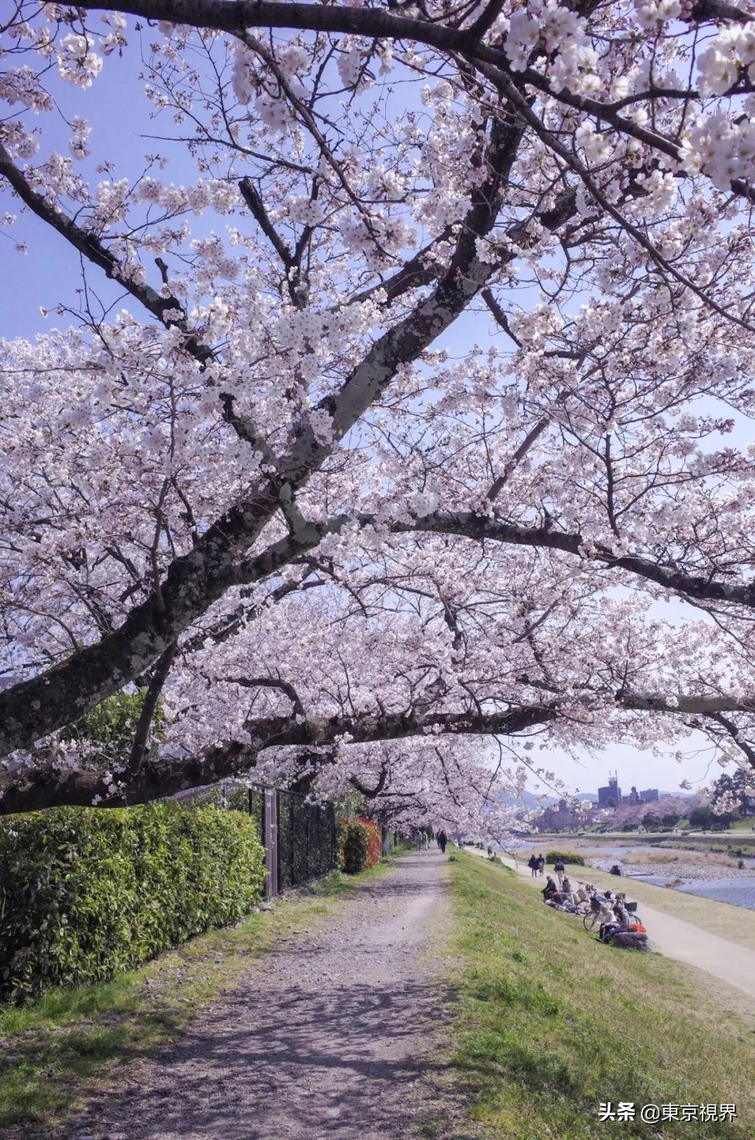 我在京都，攒下一整个春日的绝美樱色送给你。