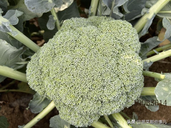 十字花科蔬菜种子,十字花科蔬菜名单