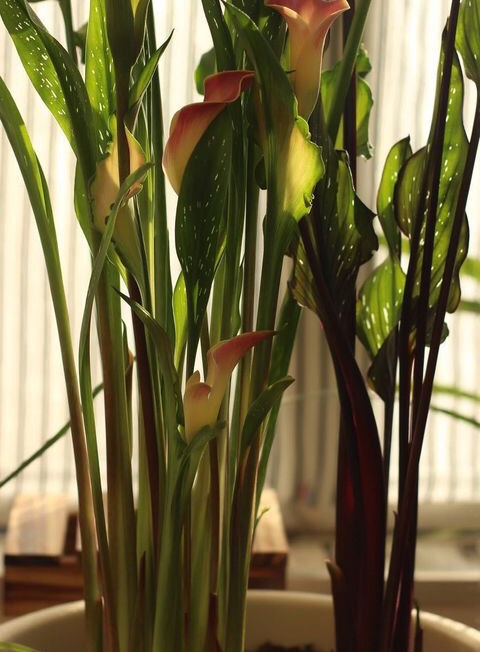 阳台只养一种花全年花开不断,阳台种花只开花不结果