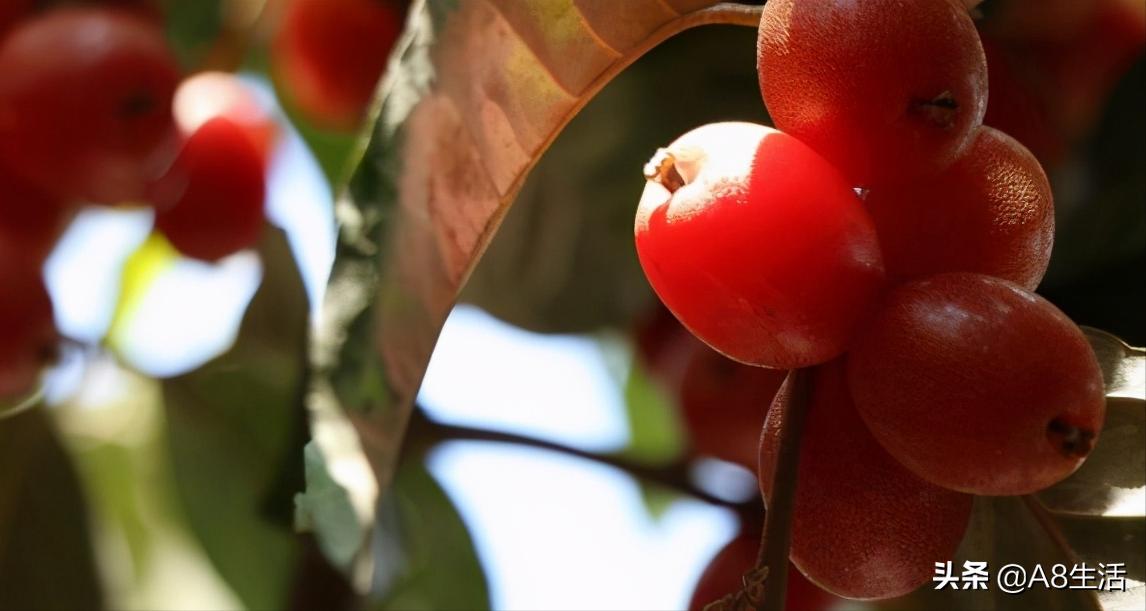 种羊奶果的前景,羊奶果种植基地在哪