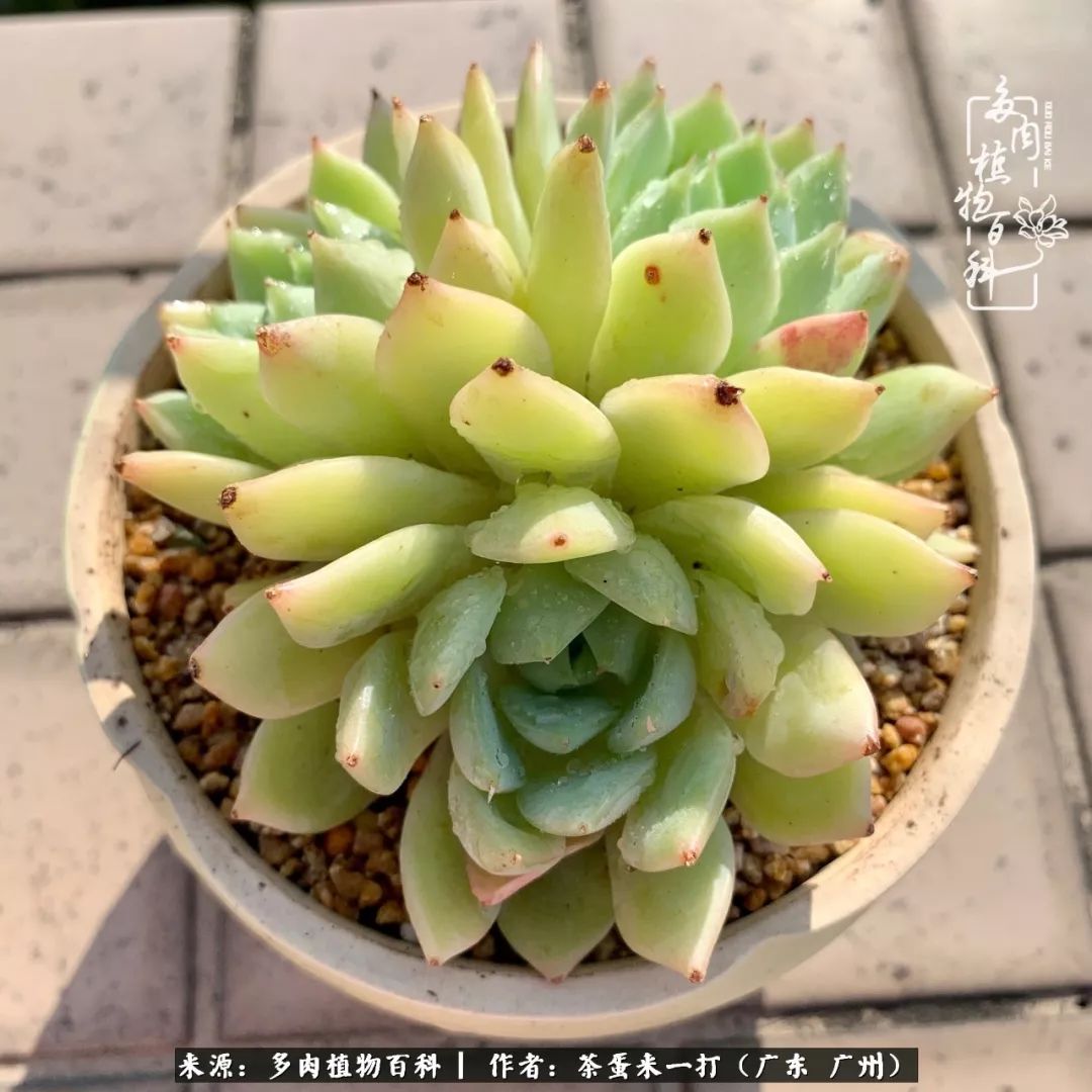 在冬日阳光下,记一个多肉小白的养肉历程