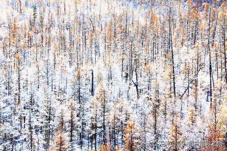 在莫尔道嘎，我遇见了最美的秋雪