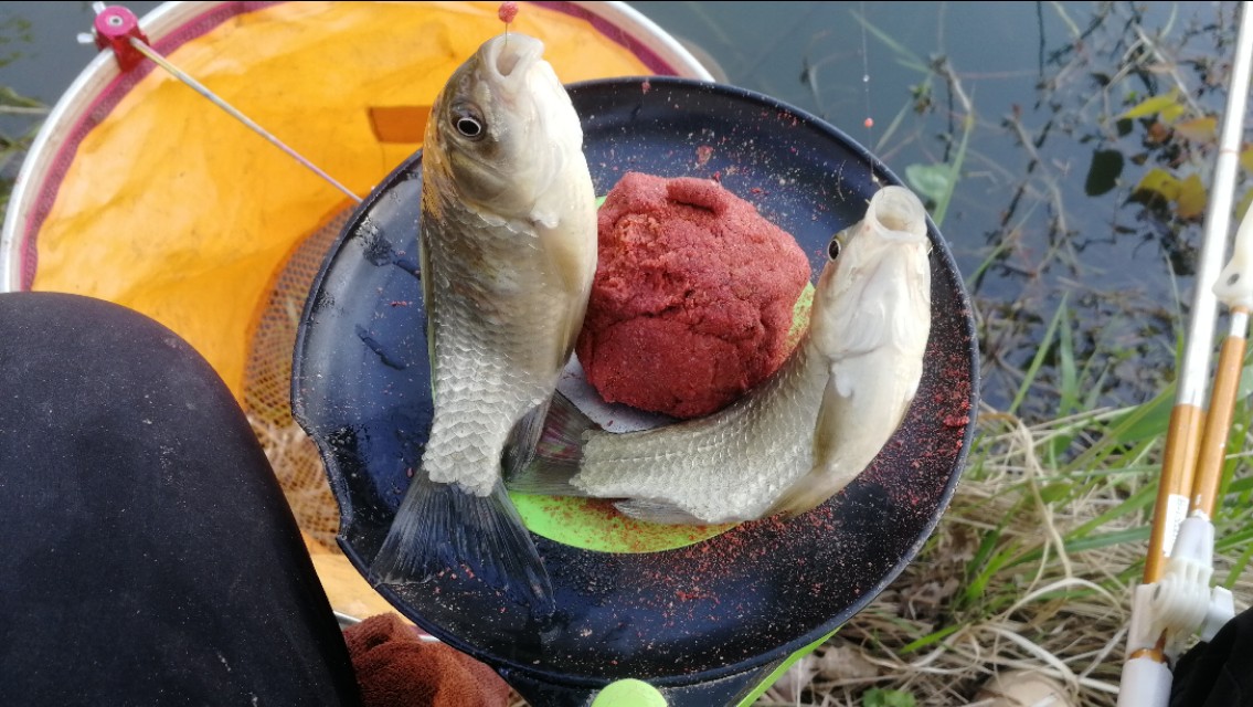 水底青苔厚怎么钓,水底有青苔如何调钓