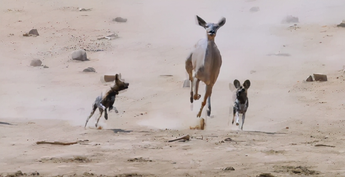 蜜獾吞食毒蛇视频,克星蜜獾专门咬很凶猛的毒蛇