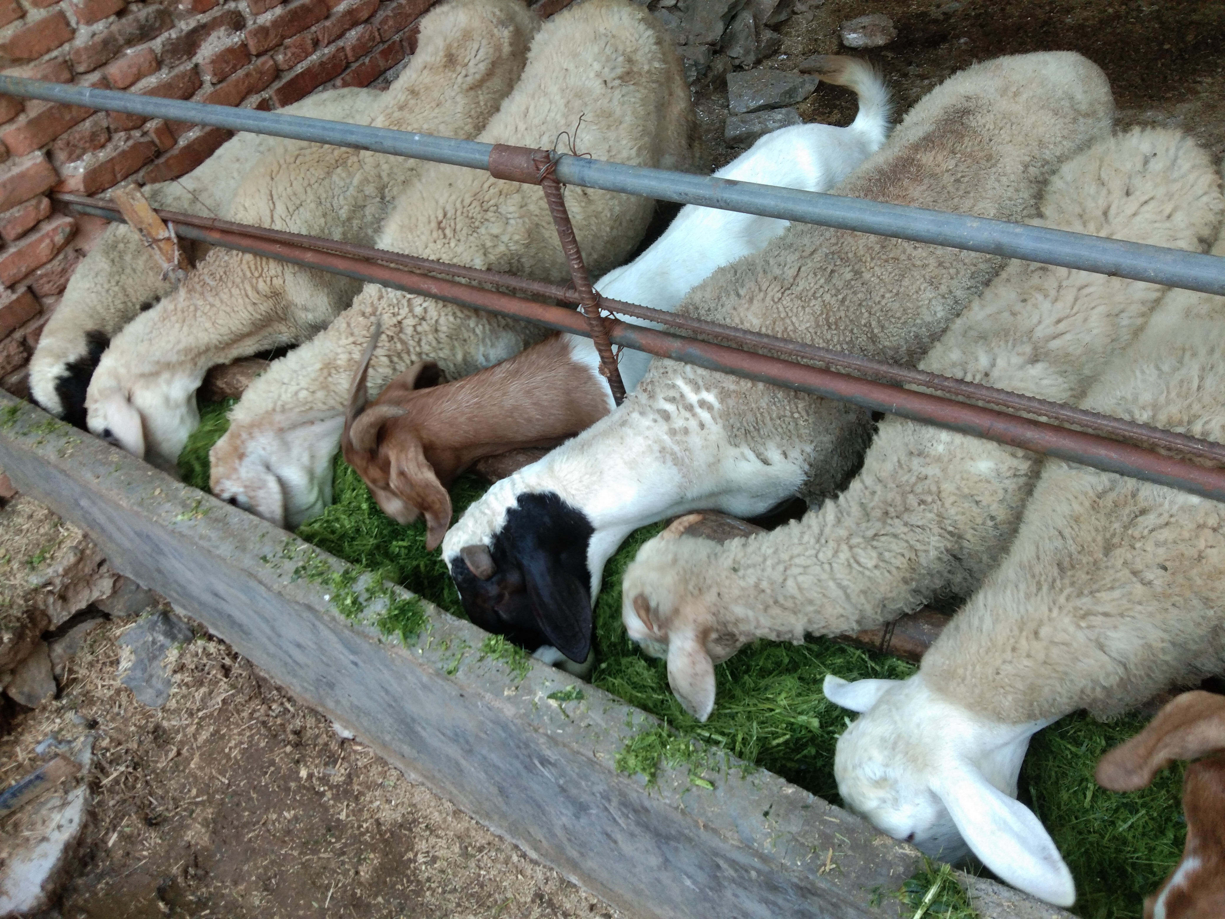 养羊到底是选哪个羊好一点,养羊品种纯不纯重要吗