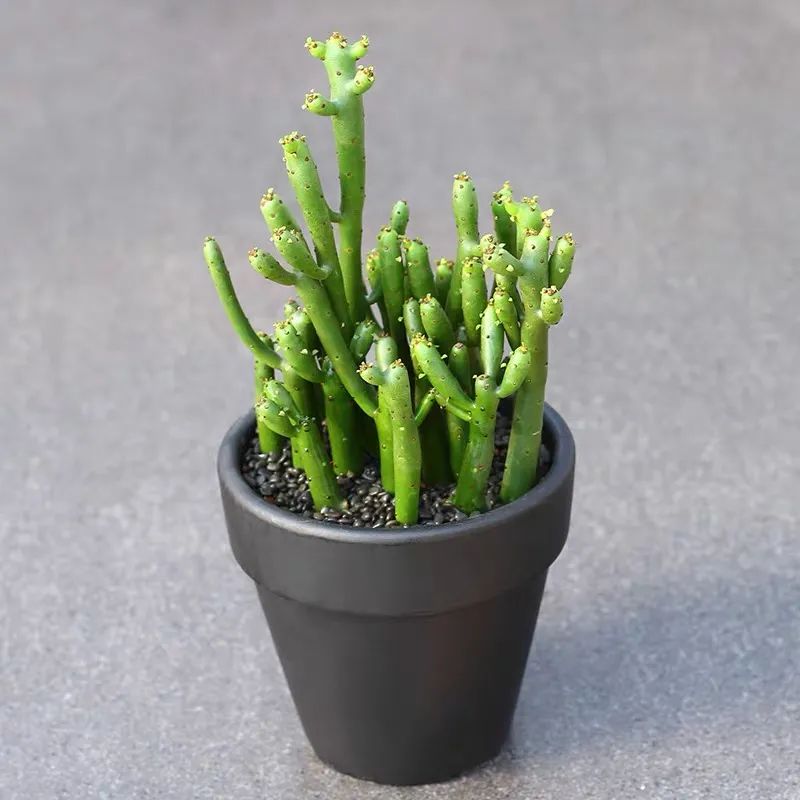 家里种光棍树多肉好不好,光棍树适合室内养殖吗