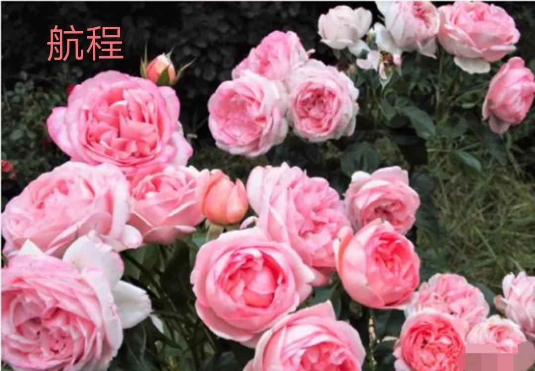 切花火焰月季的优缺点,常见切花月季一览