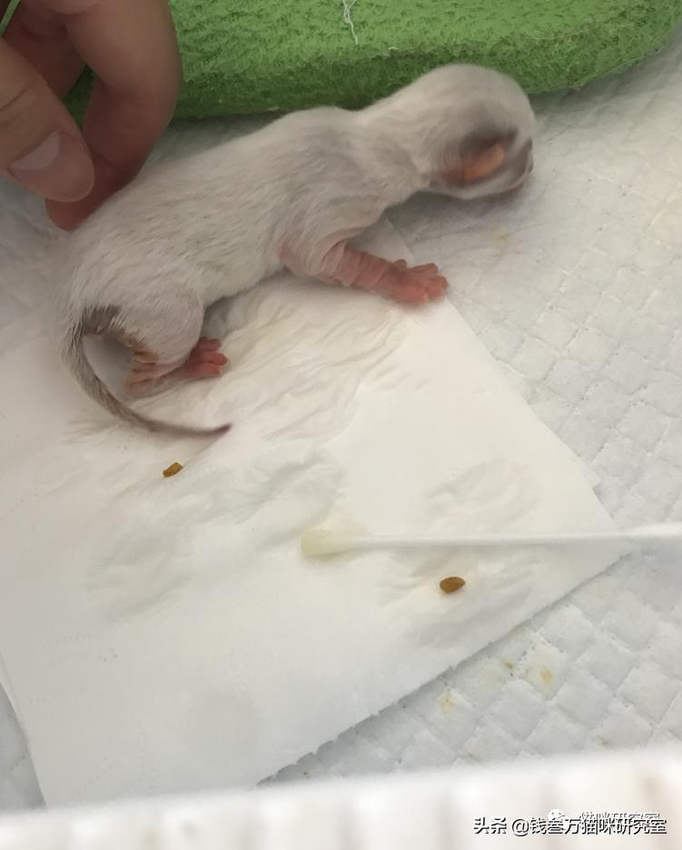 刚生的小猫母猫不在如何照顾,早产没长毛的小猫怎么救活