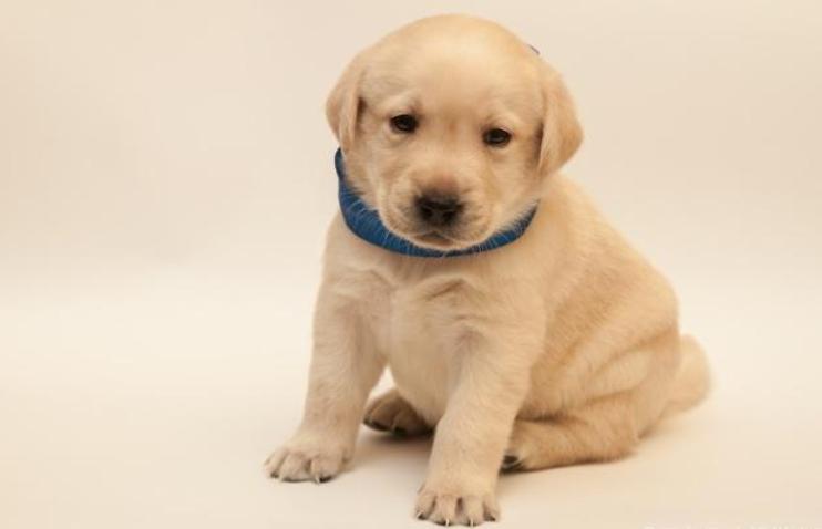 母狗拉稀幼犬也拉稀怎么办,两个多月的小狗一直拉稀怎么办