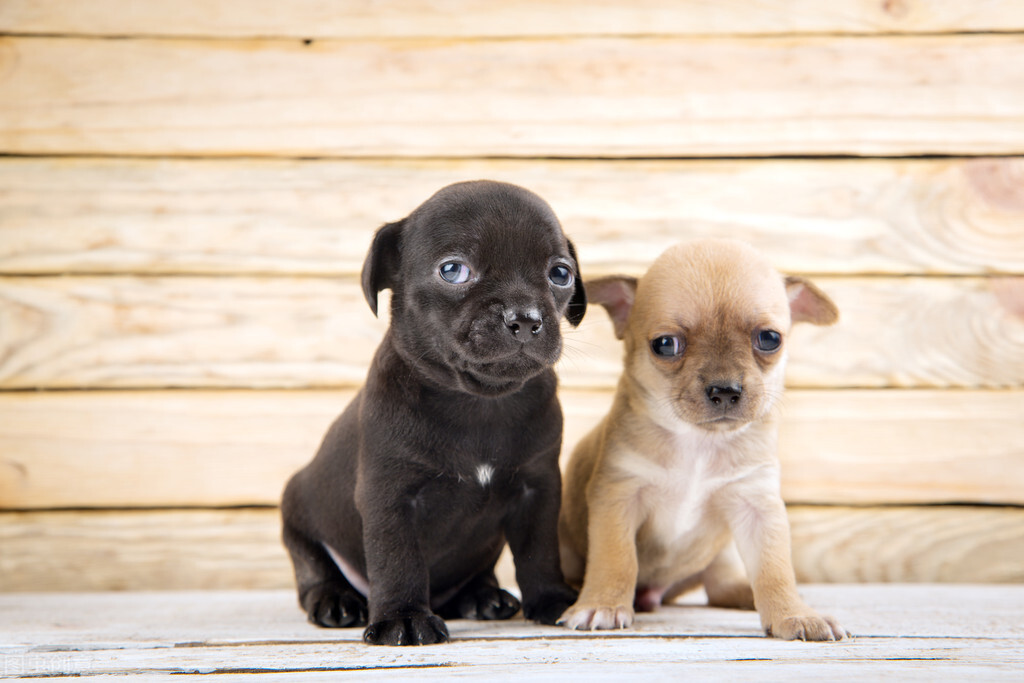 狗狗牙龈发炎如何处理,狗狗牙龈发炎吃甲硝唑要吃多少