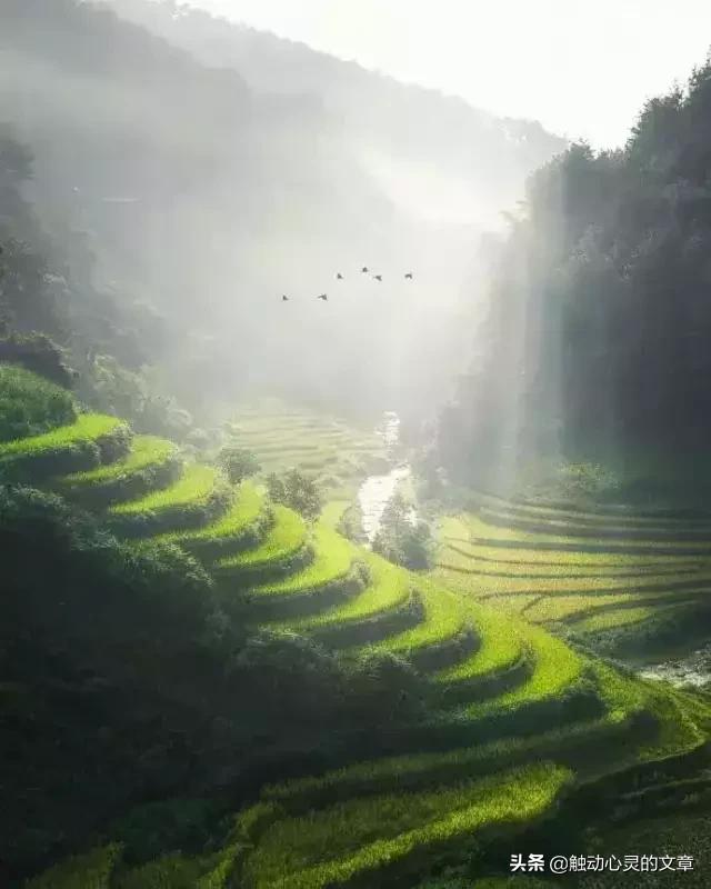 插花的心情优美的说说,个性签名说说心情短语