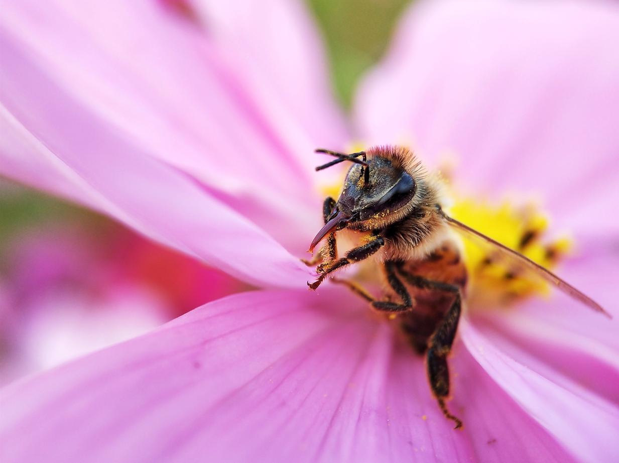 有哪些手机可以拍出高质量的照片,只要一部手机就能拍出高质量照片