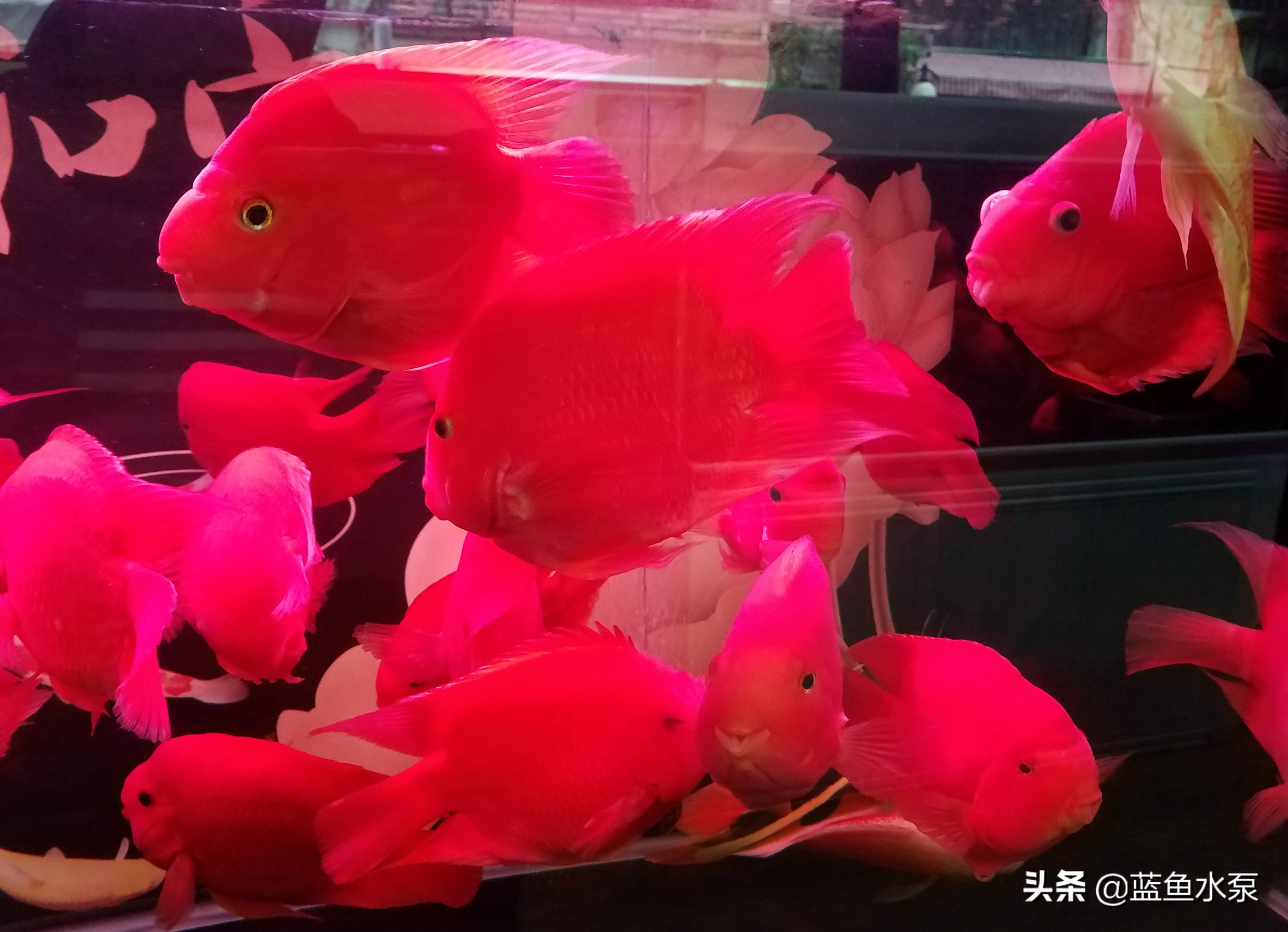 蓝鲨鹦鹉鱼饲养方法视频,饲养鹦鹉鱼要经常换水吗