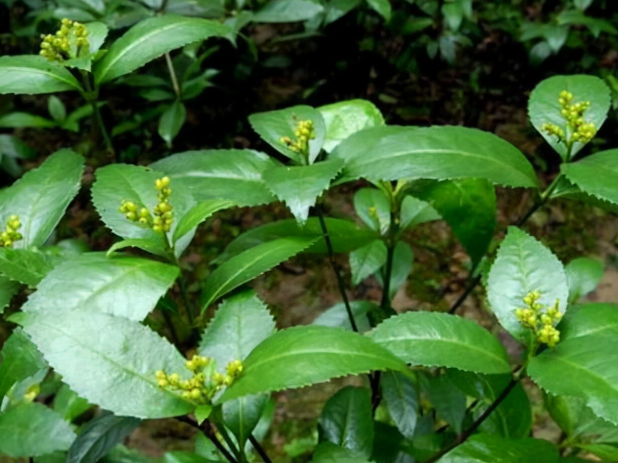 林中一种“满山香”,风一吹满山香气,是“草珊瑚含片”重要原料
