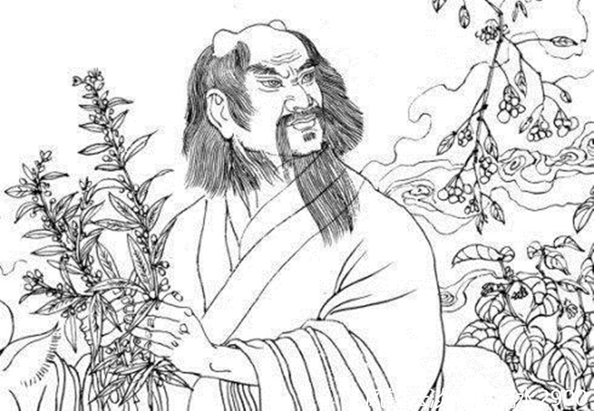 狗脑贡茶特级,狗脑贡茶是什么品种