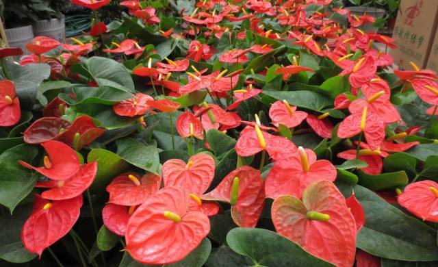 50种常见花卉浇水技巧,50种花卉种植技巧