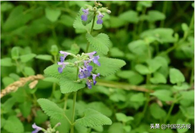 长安十二时辰口嚼薄荷叶,长安十二时辰中为什么总用薄荷叶