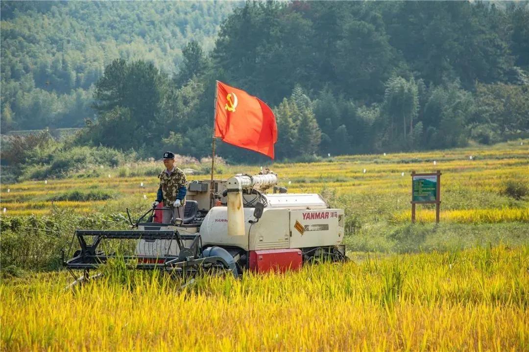 看！这是临安“雪山大米”的故事