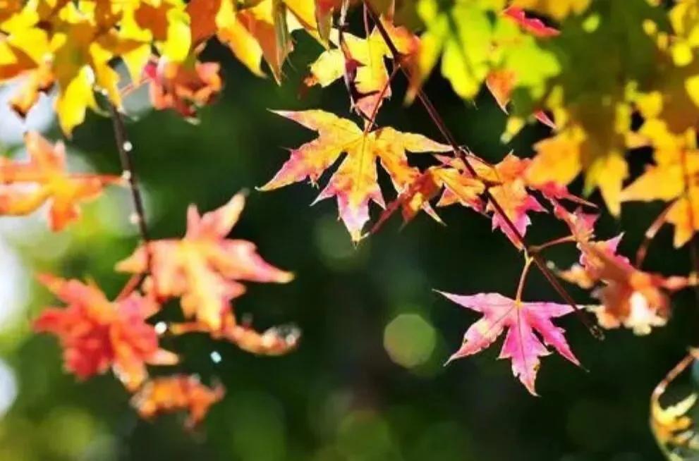 同居式养老有哪些,什么是同居式养老你怎么看待