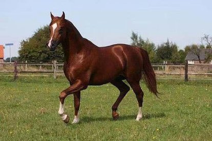 臭马肉香驴肉宁死不食,臭马肉香驴肉宁死不吃骡子