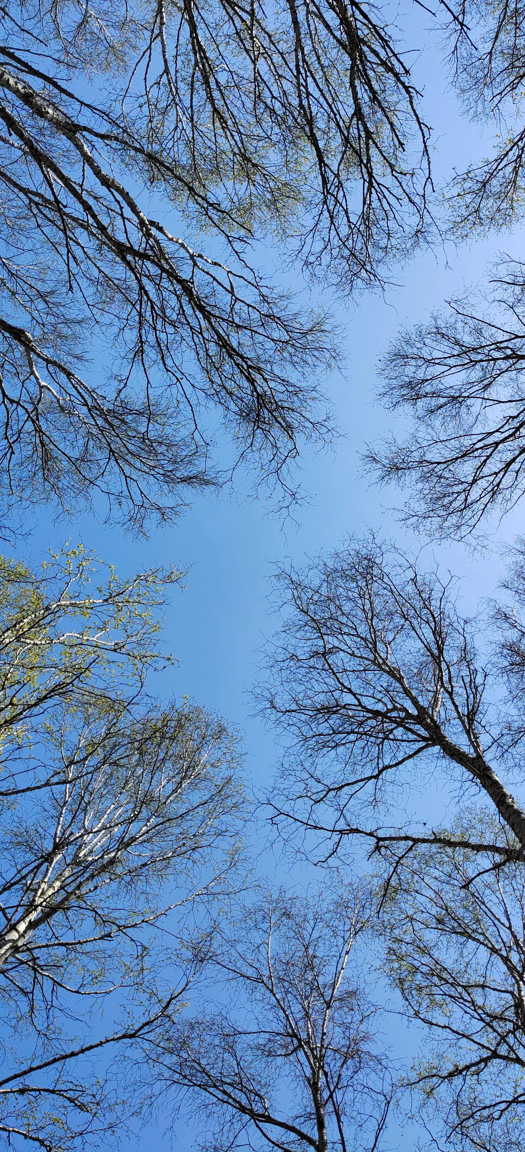 喇叭沟门原始森林住宿,喇叭沟门原始森林冰川