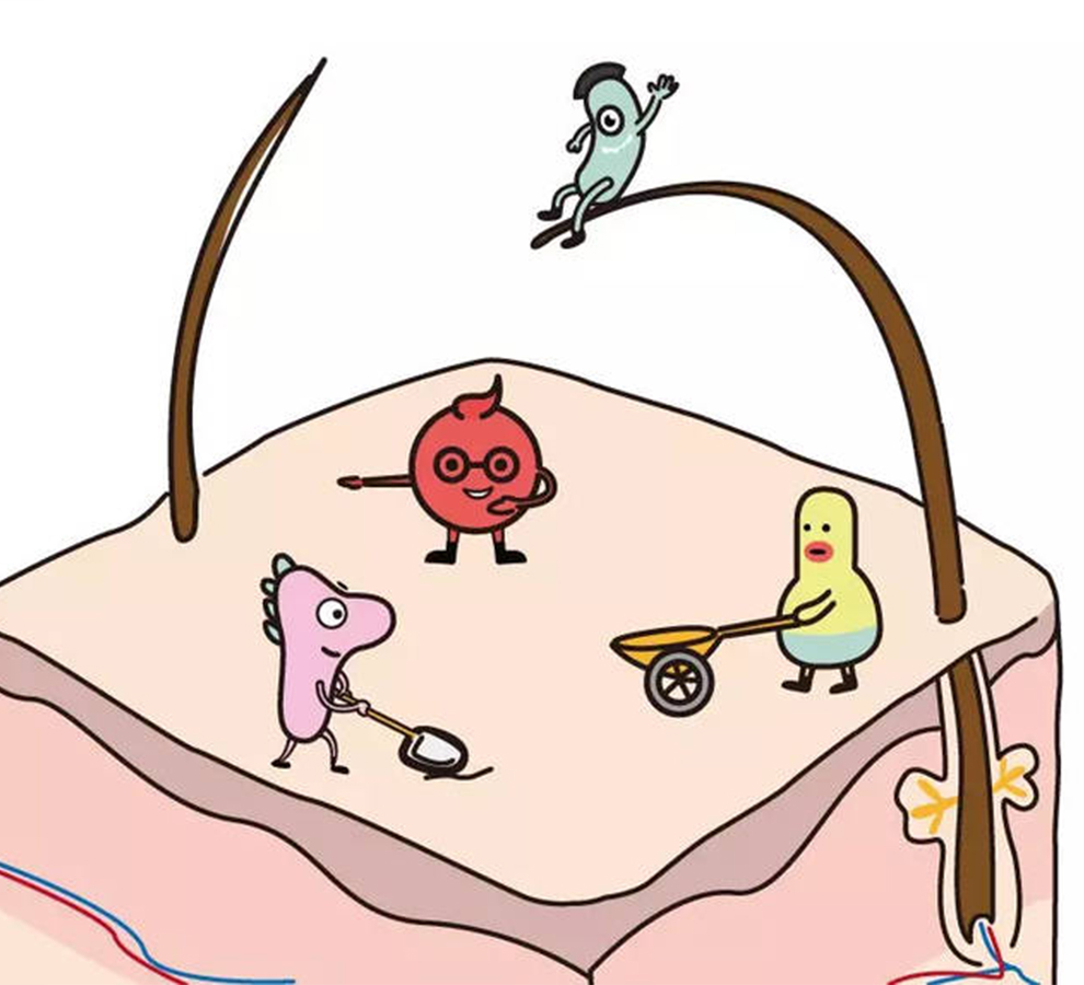 皮肤菌群移植,人体皮肤自我修复能力