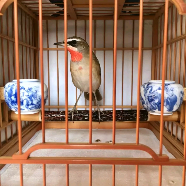 靛颏脚肿是什么样子,靛颏鸟吃什么可预防脚肿