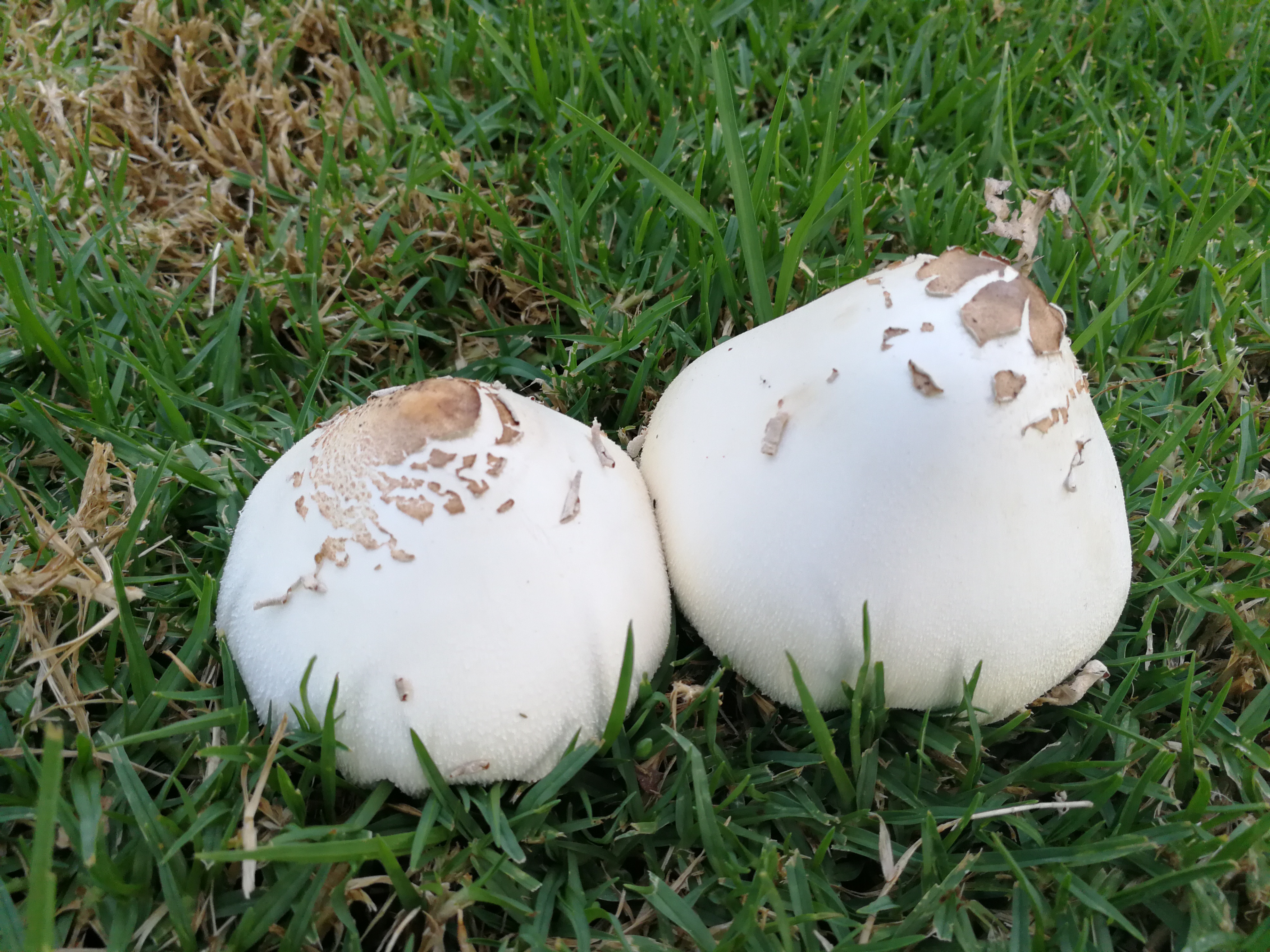 房屋买卖合同解除逾期交房,商品房不按时交房赔偿