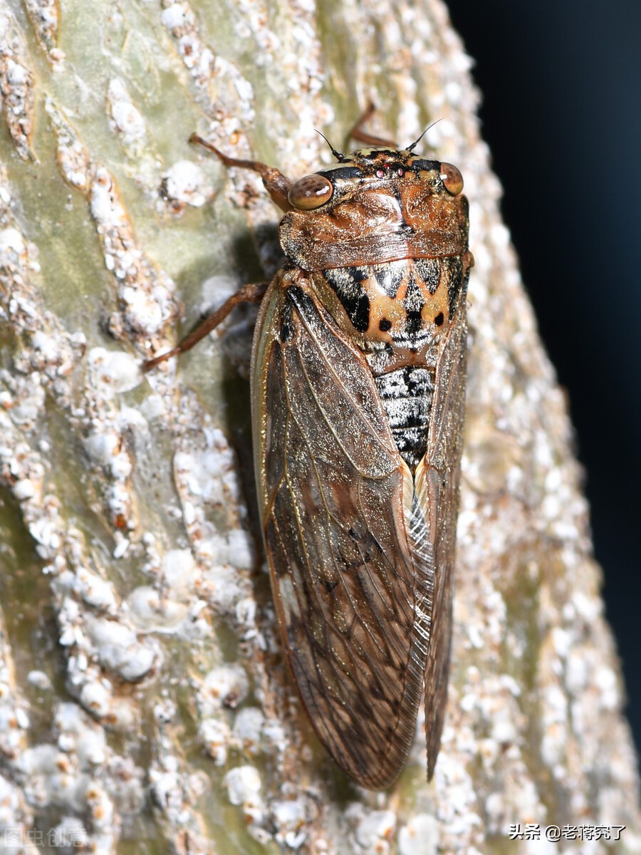 各种鸣虫的叫声和饲养,冬季常见的鸣虫有哪些