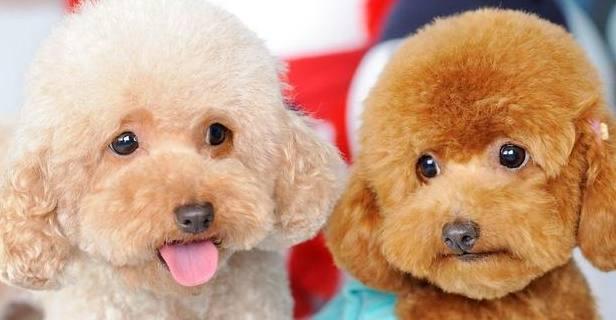 泰迪吐粉红水拉稀没精神,五个月的泰迪没精神有点拉稀