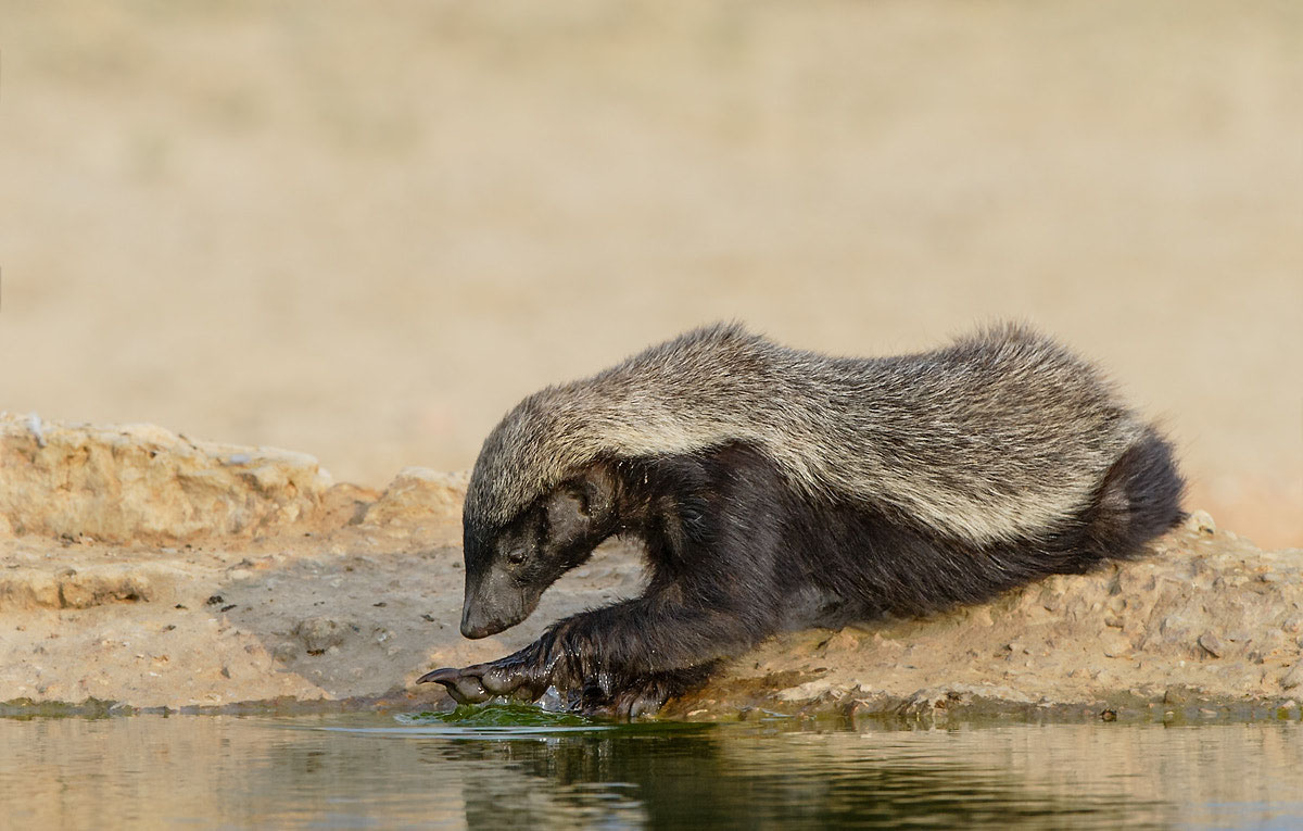 岛上有两万条蛇丢两只蜜獾会咋样,巴西蛇岛上放10只蜜獾会怎么样