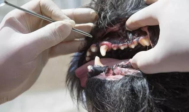狗狗牙齿有牙结石怎么办可以去除,狗不愿意刷牙怎么预防牙结石