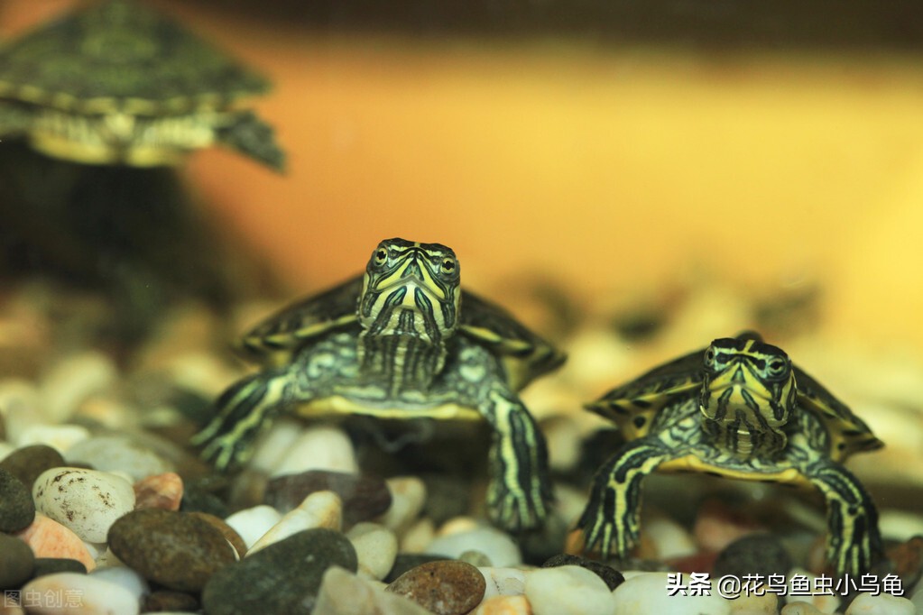 萌巢室内动物园有什么动物,室内游乐场适合养什么动物