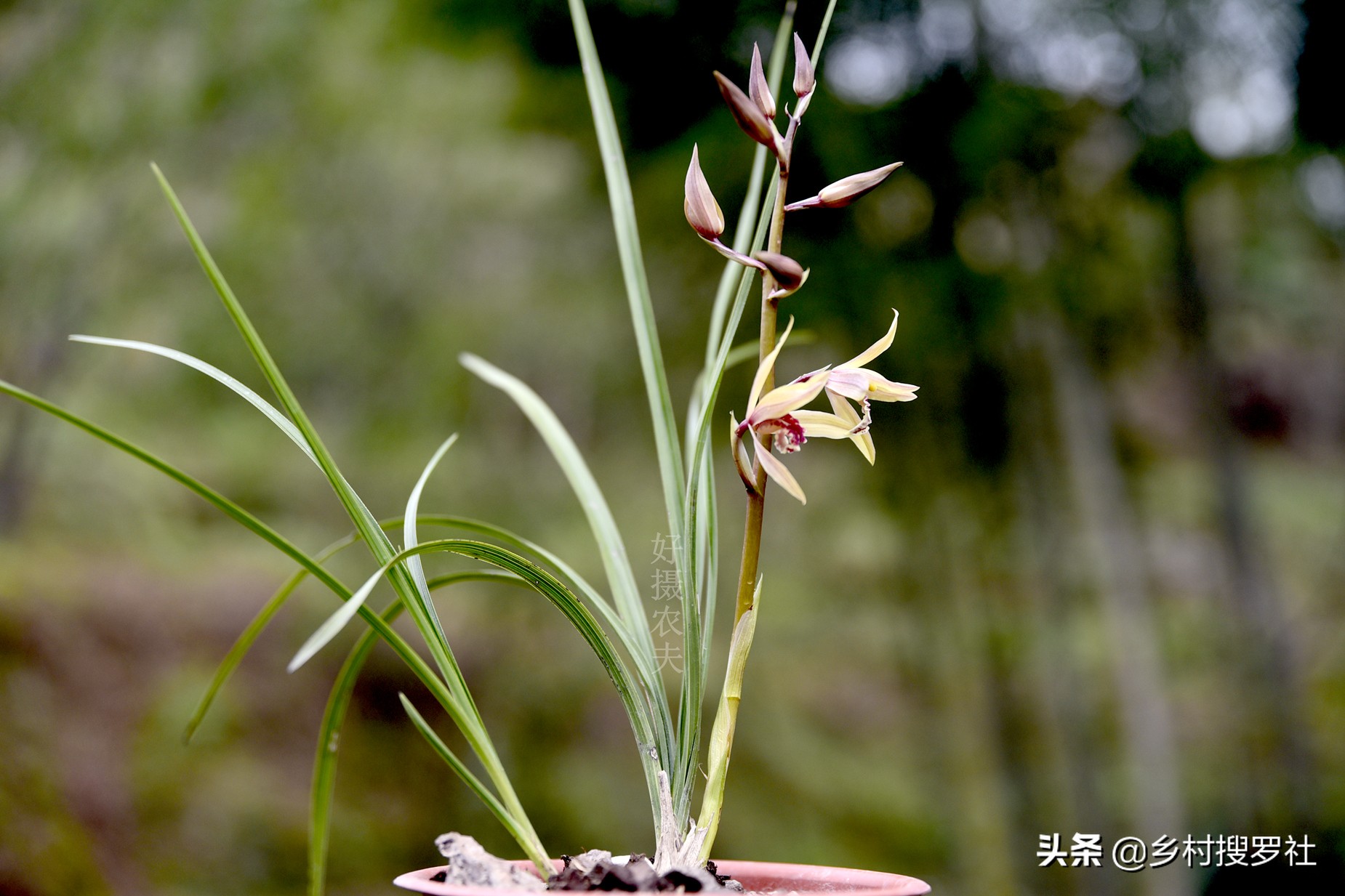 蕙兰生长最快最好的方法,蕙兰怎么养能使蕙兰变翠绿