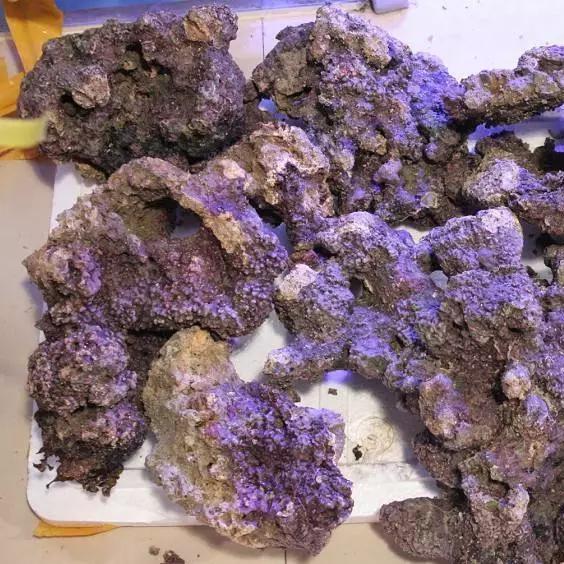 柏林系统海水缸,海缸柏林系统多久完善