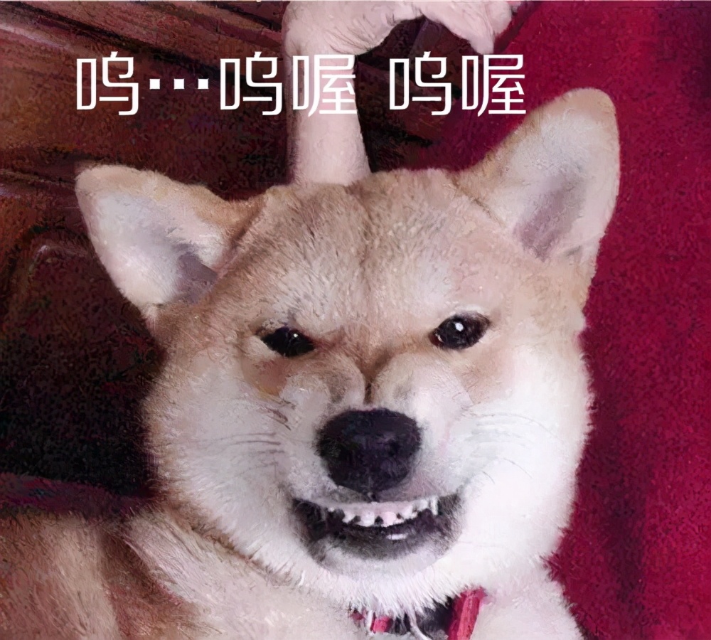 狗言狗语,中国的狗和外国的狗语言一样吗