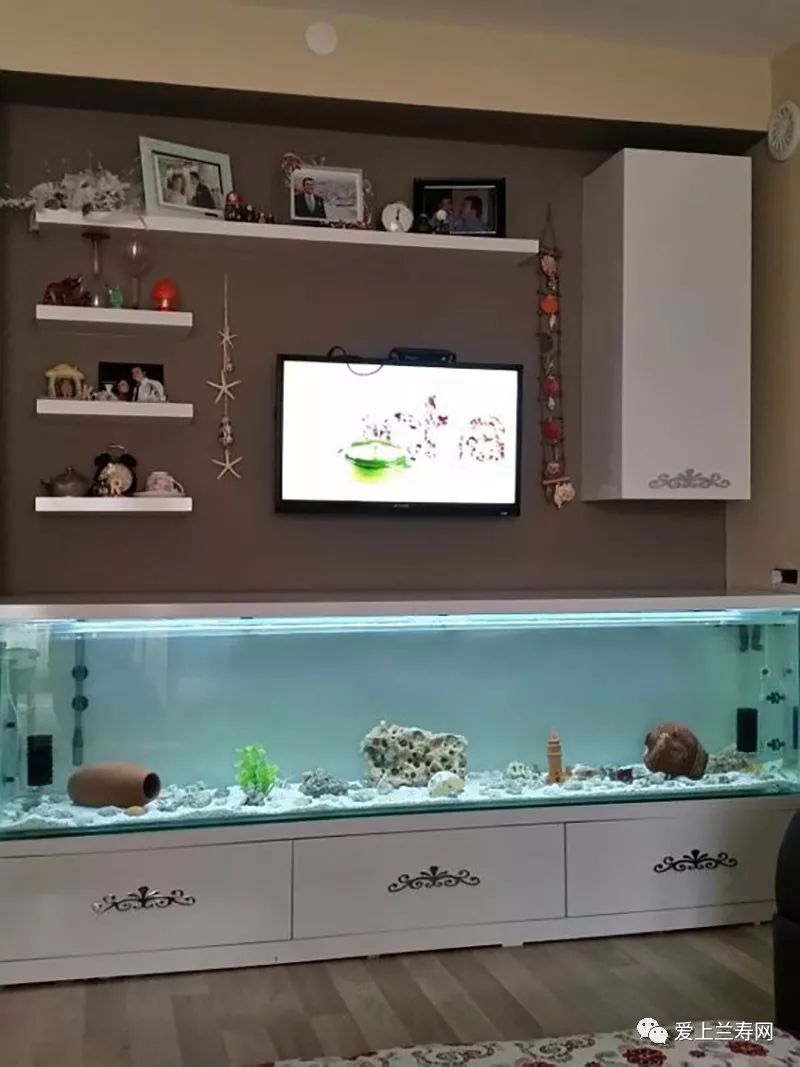 鱼缸五十种鱼,家庭鱼缸养什么鱼更容易存活