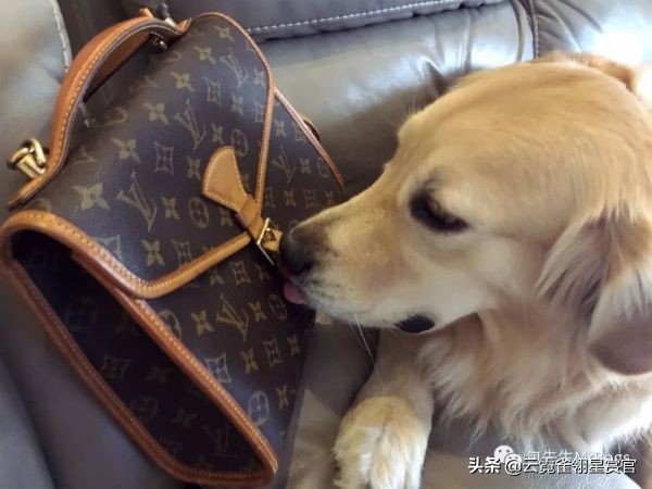 好看又大的宠物包,超好看的宠物包