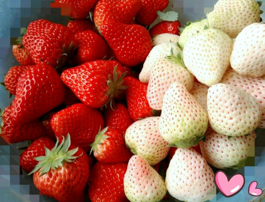 这“38种花”,当你开始收集品种时,你已入坑颇深