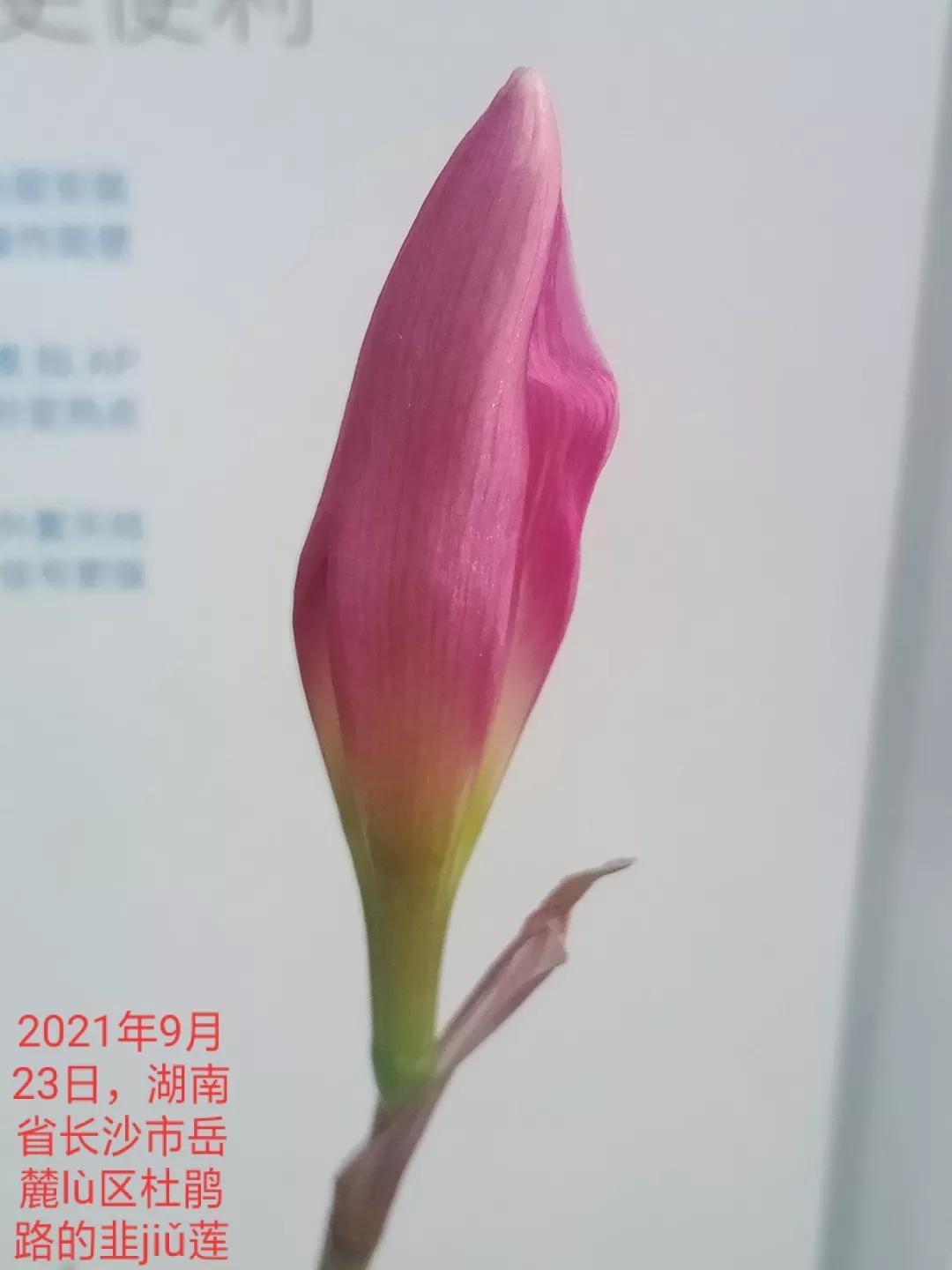 人睡着后不盖被子会着凉吗,人睡觉时为什么要枕枕头