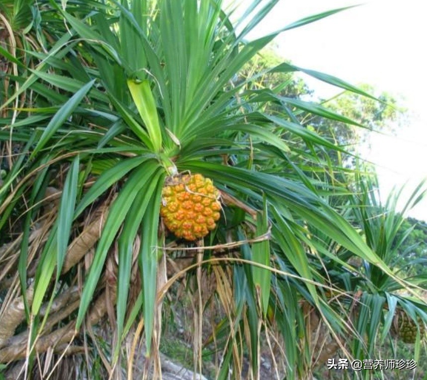 带锯齿果实像菠萝,这种长得像菠萝的果子叫做野菠萝