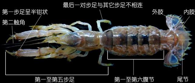 虾说,这是一篇让你不仅会吃,还会认……一文解决“虾”认识