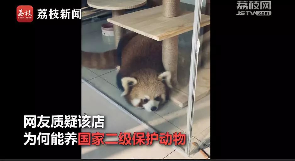 买鹦鹉被抓几年可以判刑,非法出售幼鸟案件