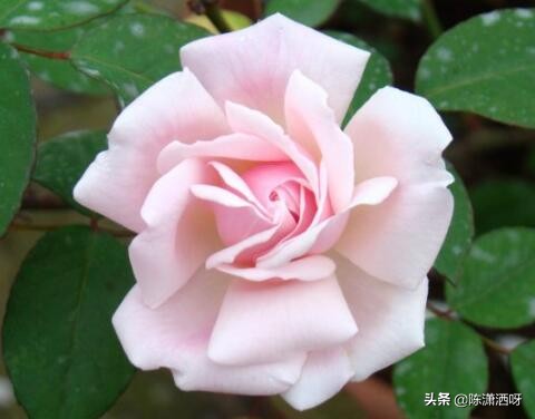 中国月季红色浓香,13种中国红月季让你美个爆